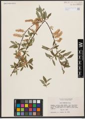 Salix bebbiana Sarg.